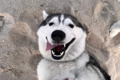 Silver Lumi Lumi